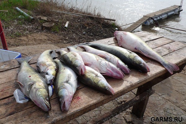 Рыбалка на Ахтубе апрель 2008г.