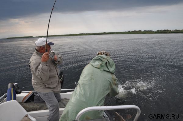 Рыбалка на Нижней Волге август 2011г.