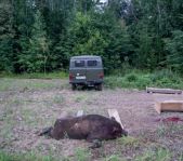 Охота на кабана август 2015 г (Челябинская область)