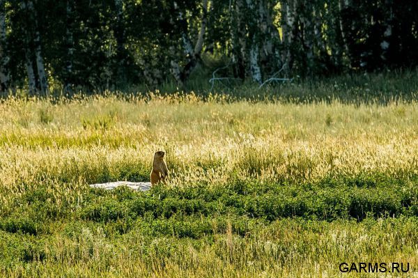 Охота на сурка июль 2016 г.(Челябинская область)