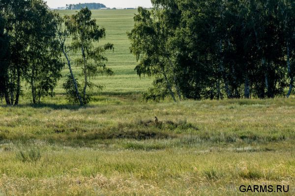 Охота на сурка июль 2016 г.(Челябинская область)