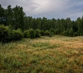 Охота на кабана август 2016 г. (Свердловская область)