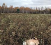 Охота на косулю октябрь 2016 г. (Курганская область)