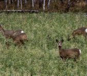 Охота на косулю октябрь 2016 г. (Курганская область)