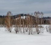 Охота на лисицу февраль 2017 г.(Свердловская область)