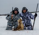 Охота на лисицу февраль 2017 г.(Свердловская область)
