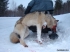 Охотникам свердловской области разрешен нелимитированный отстрел волков