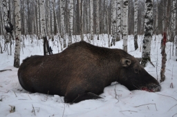 Результаты охоты на лося в Вологодской области превзошли самые смелые ожидания