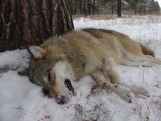 Охоты на волка в 2023 году в Курганской области не будет