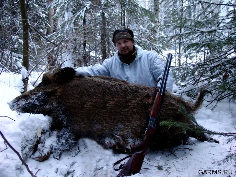 Охота на медведя видео 2023. Зимняя охота на Кабанов.
