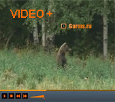 Охотничий тур: охота на медведя